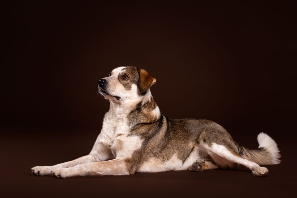 Tierfotografie Freiburg Hund